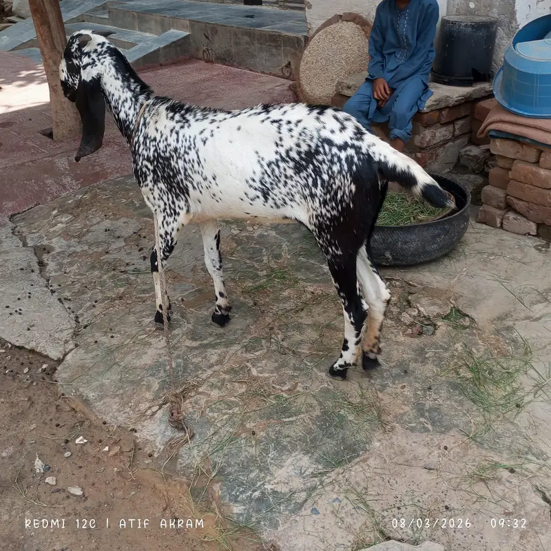 Female Goat For Sale — photo 3
