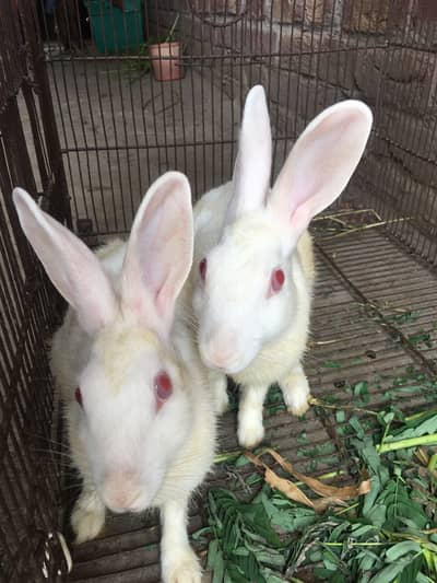 Rabbits