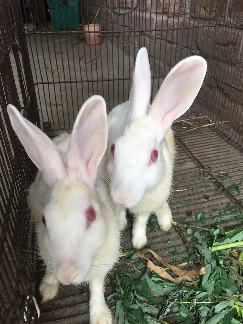 Rabbits