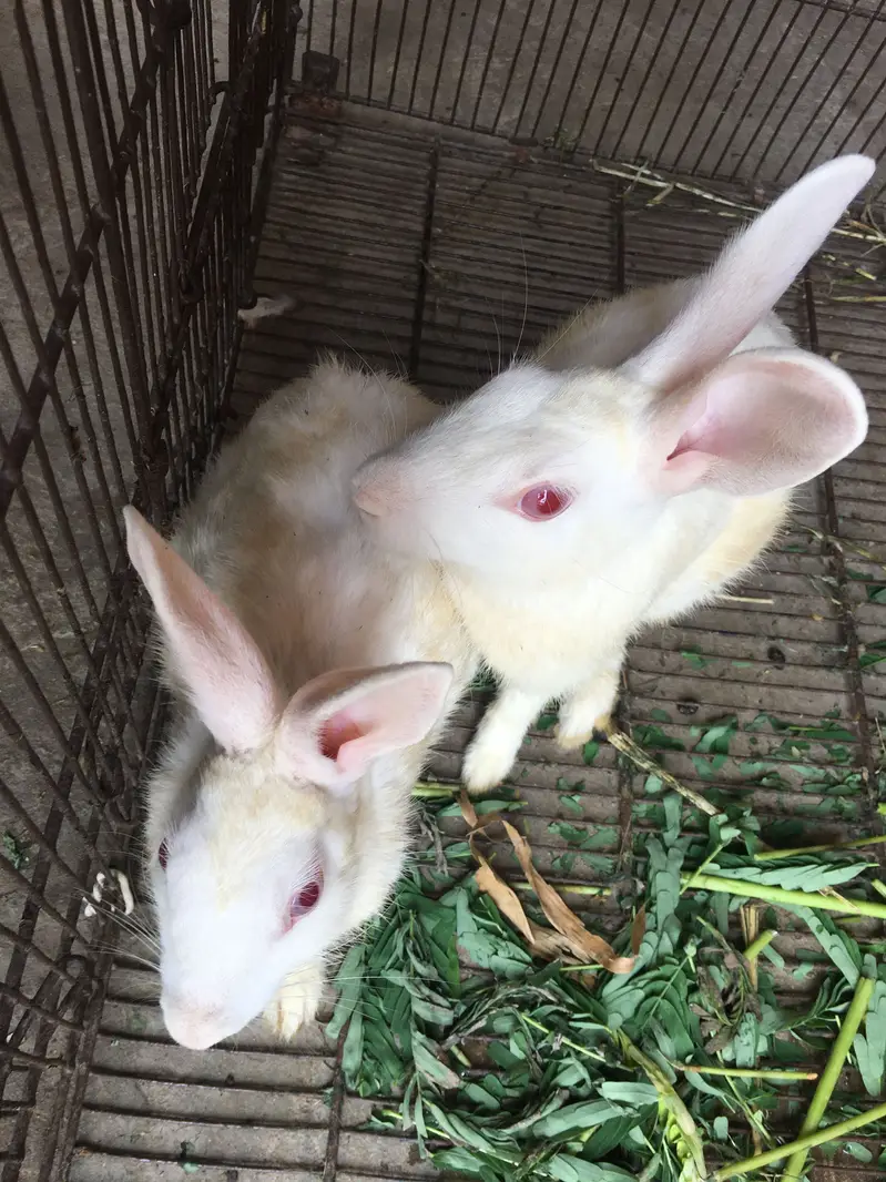 Rabbits — photo 2