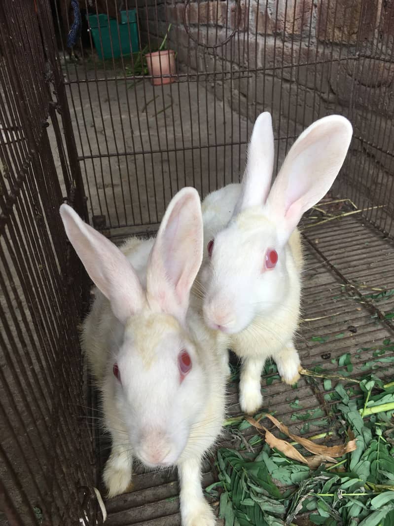 Rabbits 2