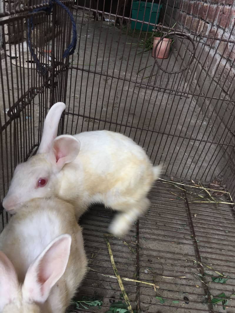 Rabbits 3
