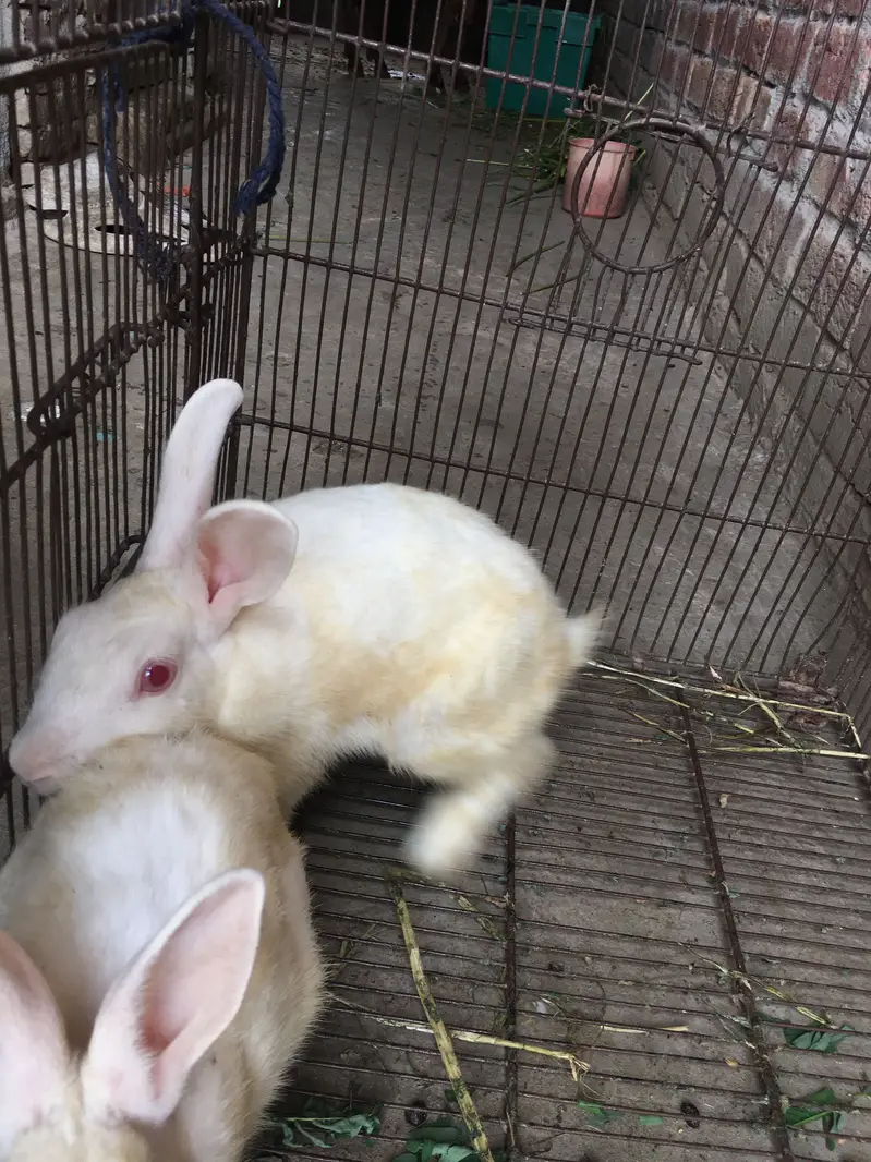 Rabbits — photo 4
