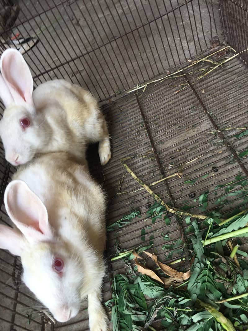 Rabbits 4