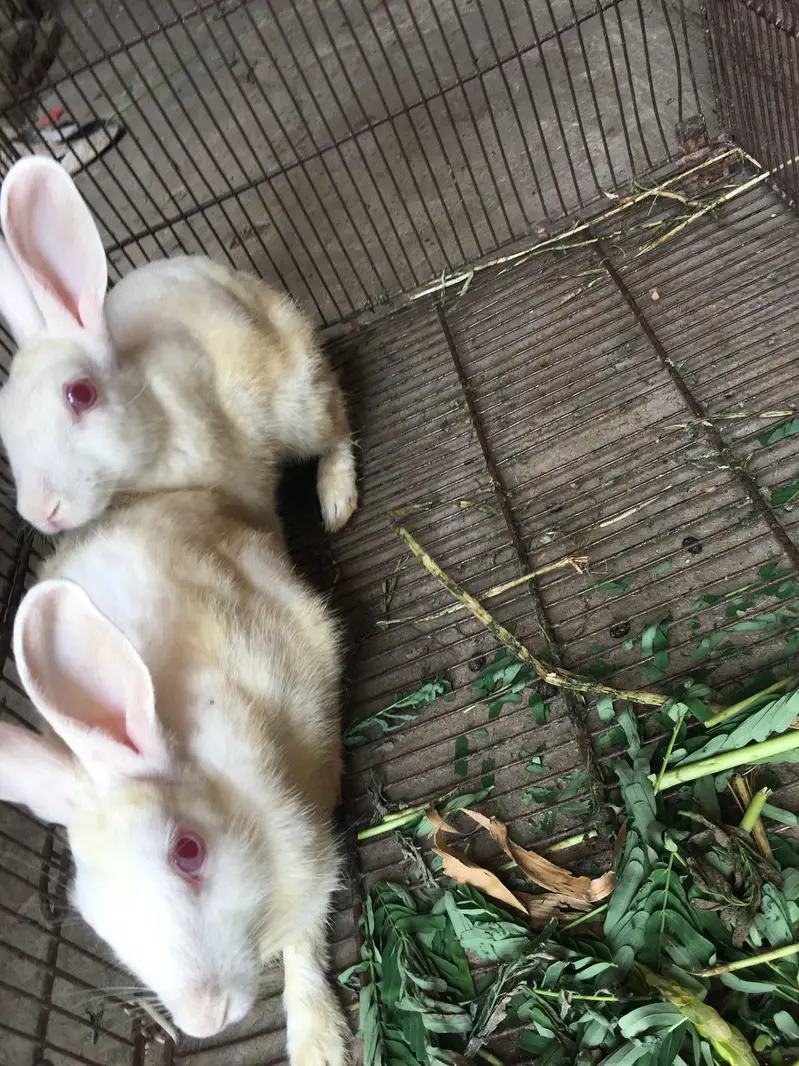 Rabbits — photo 5