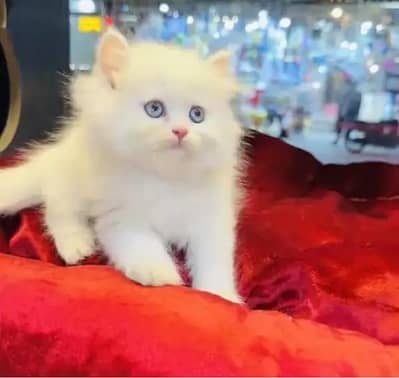 (Persian female kitten) (for sale all) (Pakistan delivery available)