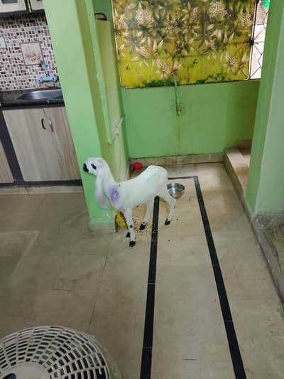 baby dumba urgent sell