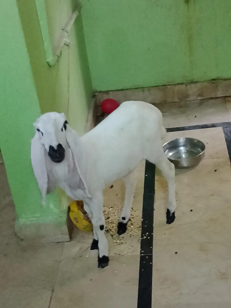baby dumba urgent sell — photo 2