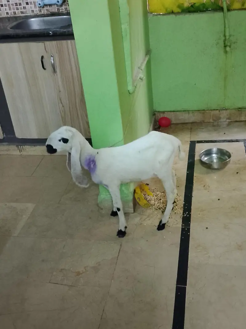 baby dumba urgent sell — photo 3