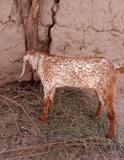 Makkah chini Bakra Urgent For Sale __ 03228068296