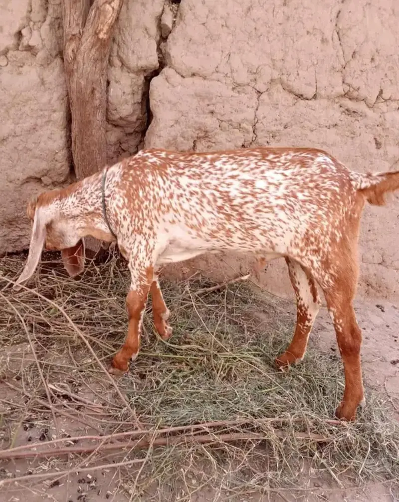 Makkah chini Bakra Urgent For Sale __ 03228068296 — photo 2