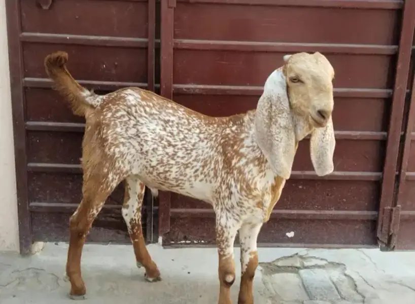 Makkah chini Bakra Urgent For Sale __ 03228068296 — photo 3