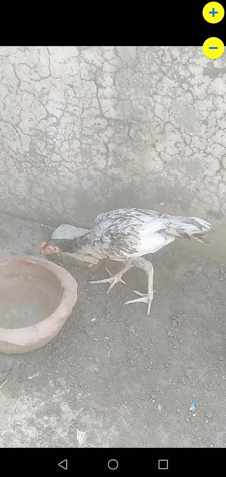 Aseel pair 4