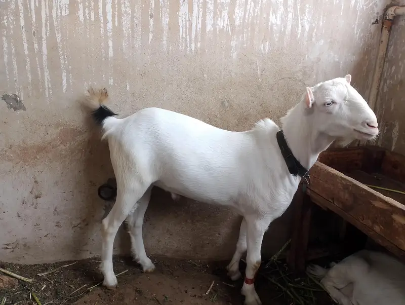 Tadda Male