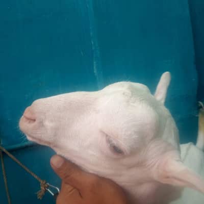 tapra ha white