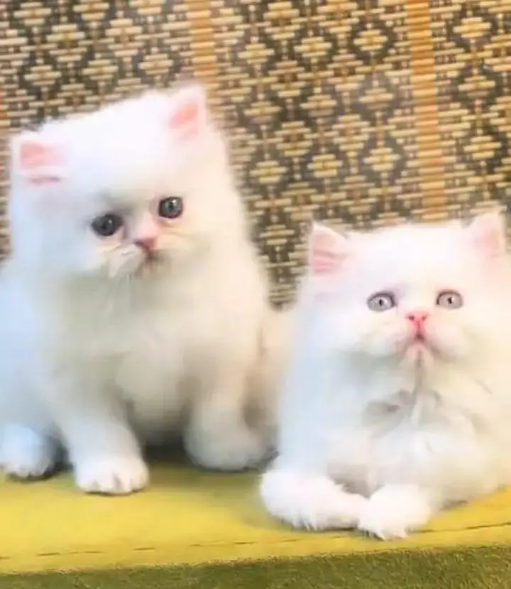 (Persian female kitten) (for sale all) (Pakistan delivery available) — photo 2