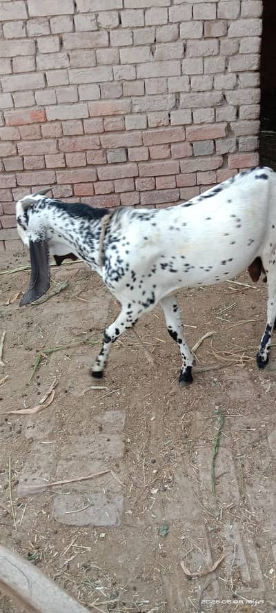 kheera bakra