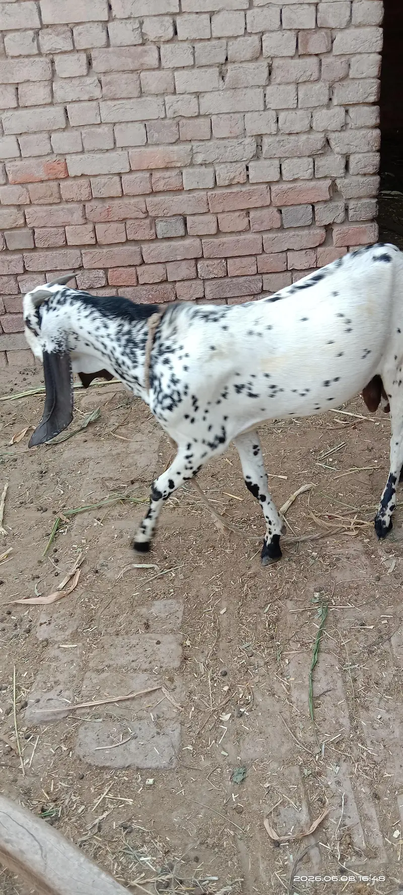 kheera bakra