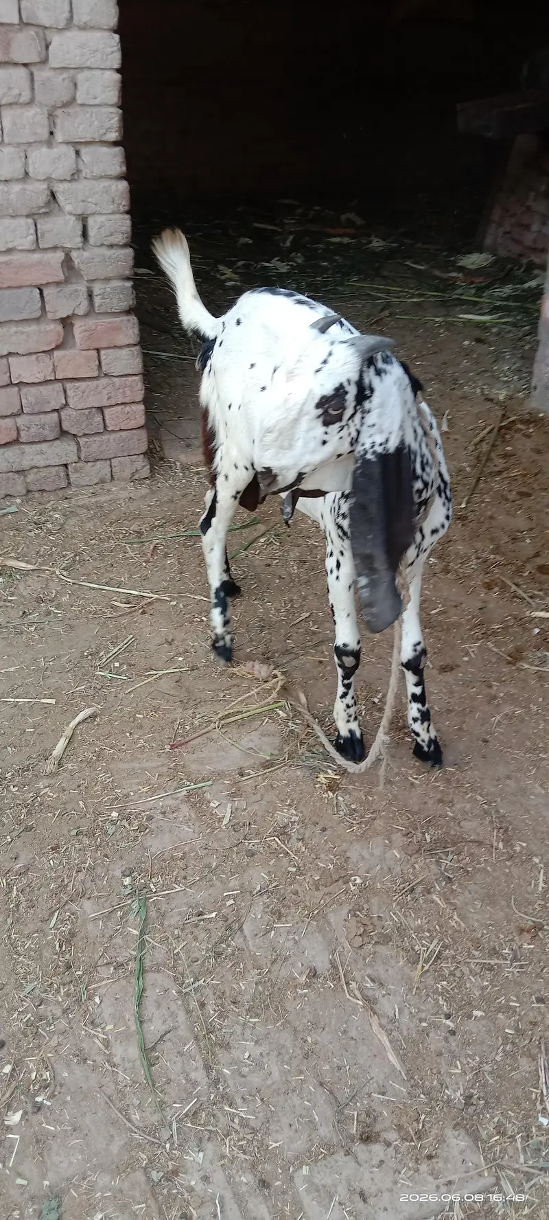 kheera bakra — photo 2