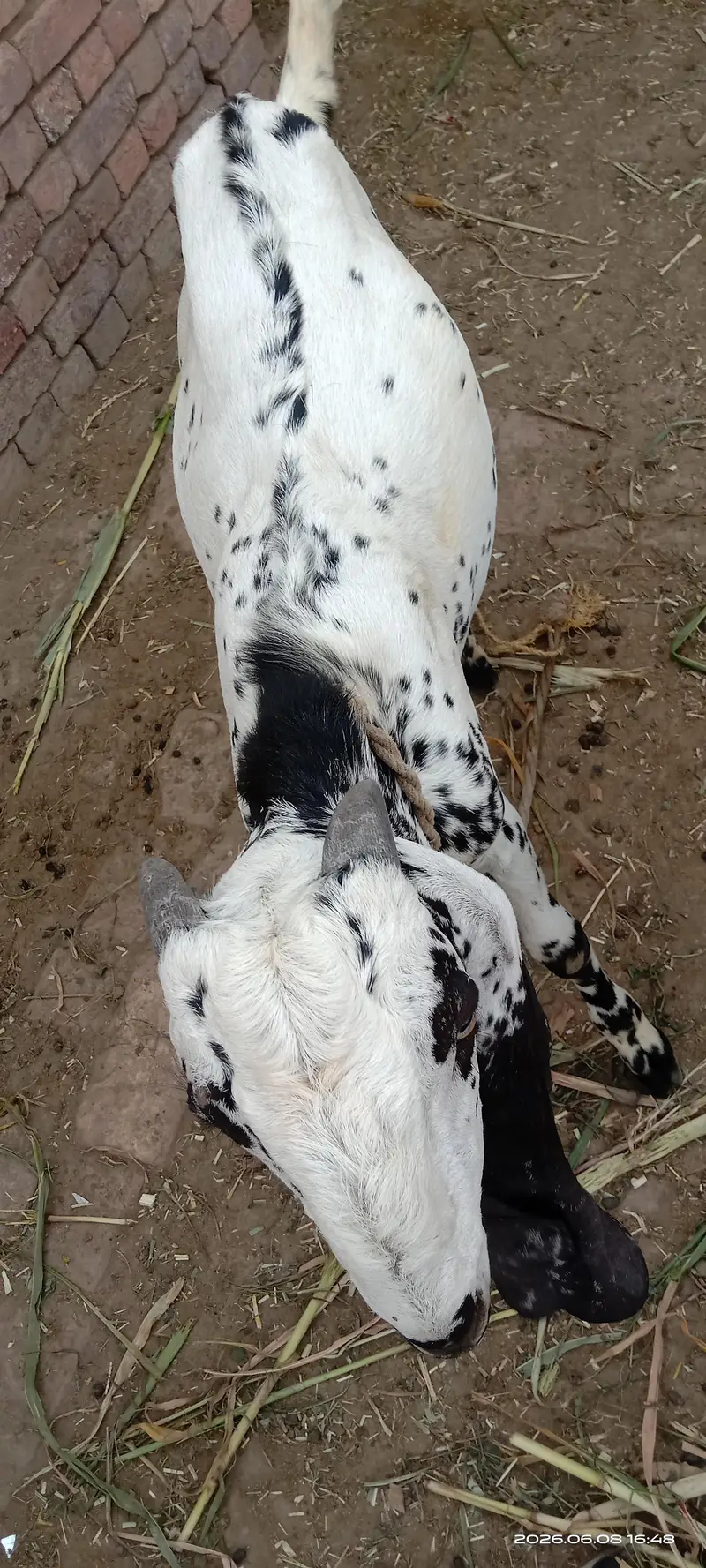 kheera bakra — photo 3