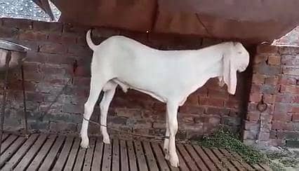 Gulabi Bakra For Sale __ 03228068296