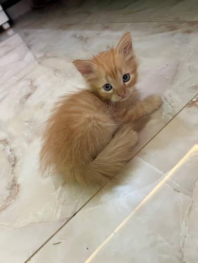 Persian kittens