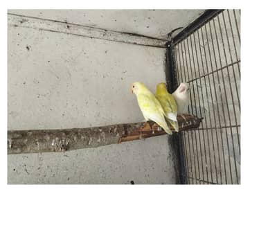 Breder Pair For Sale