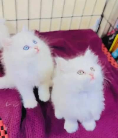 (Persian female kitten) (for sale all) (Pakistan delivery available)
