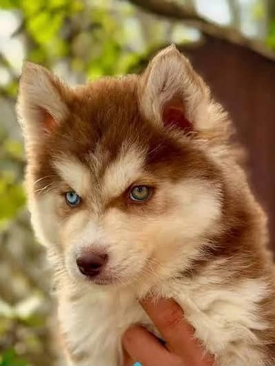 Beautiful Purebred Siberian Husky Puppies For Sale