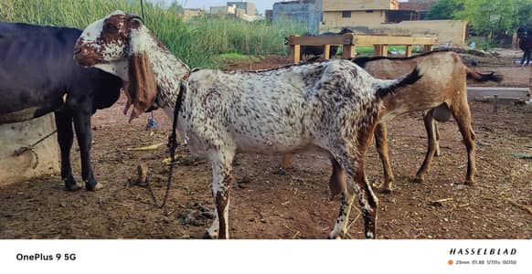Makhi Cheeni Bakri Fresh Cross Ad perhen