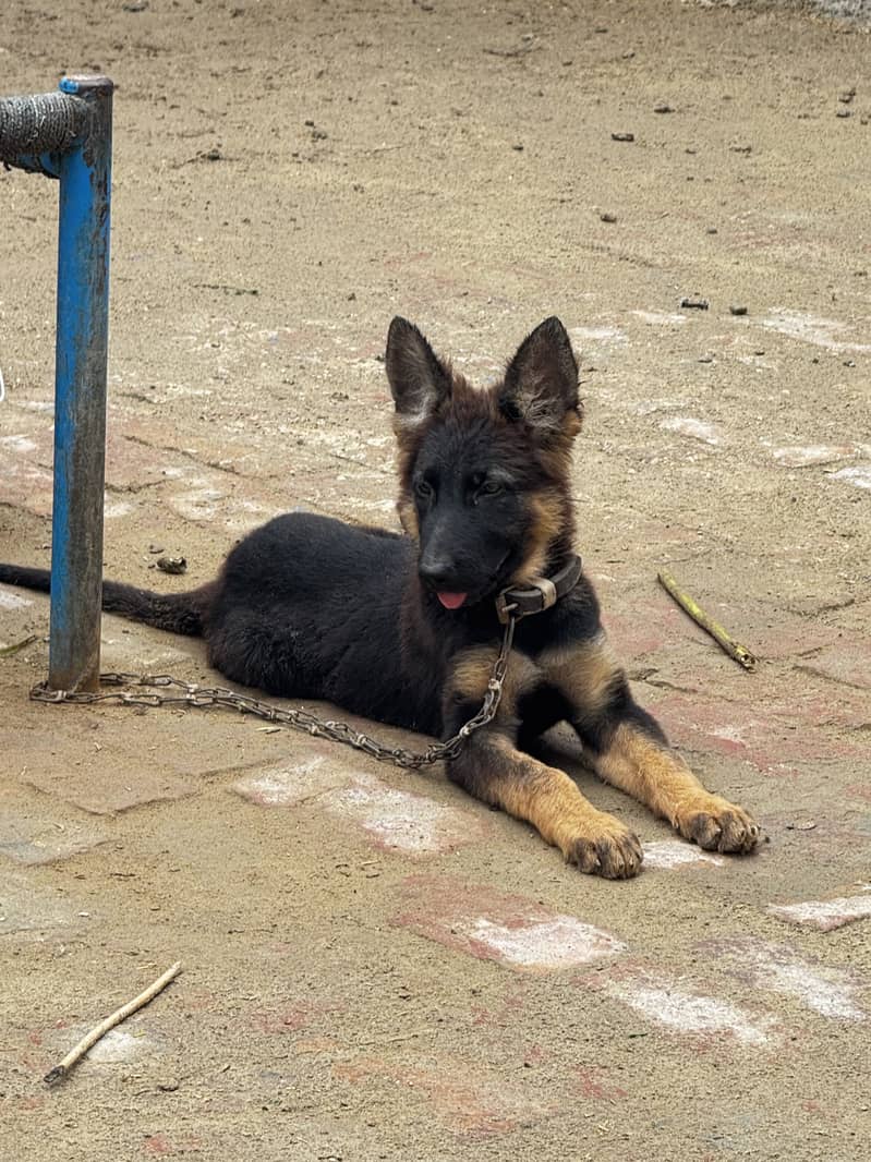 german shepherd 0