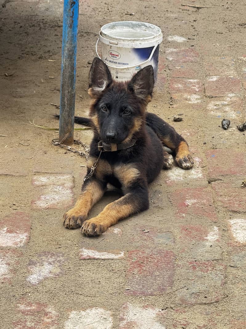 german shepherd 1