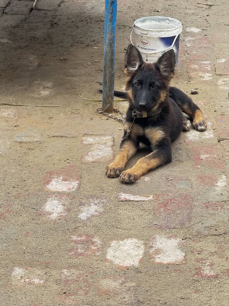 german shepherd 2