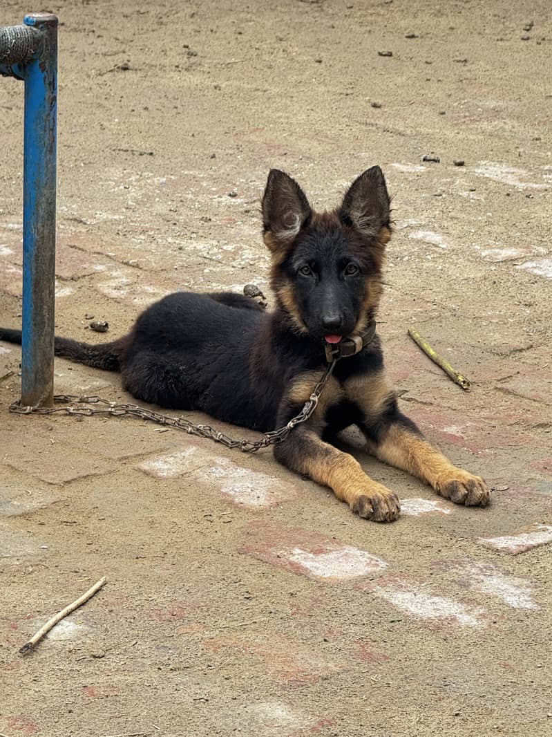 german shepherd 3