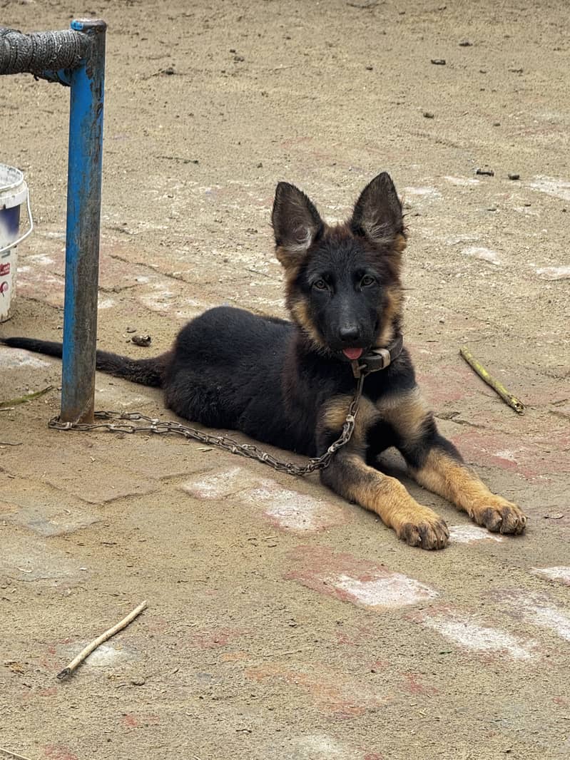 german shepherd 4
