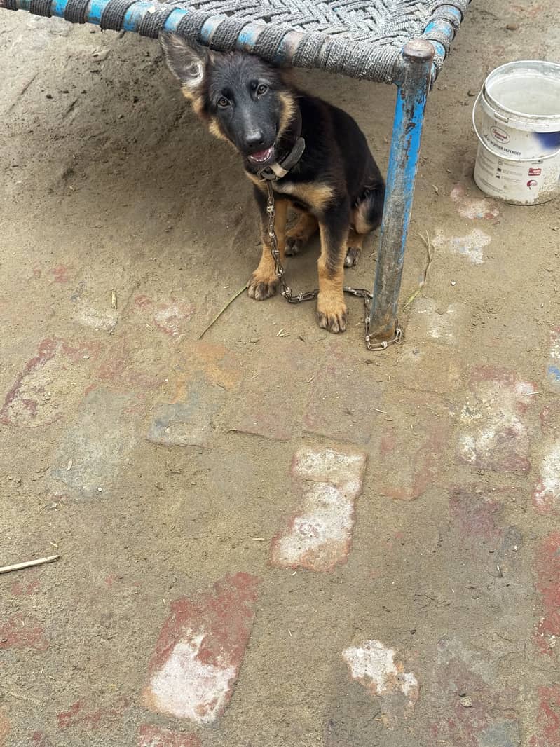 german shepherd 5