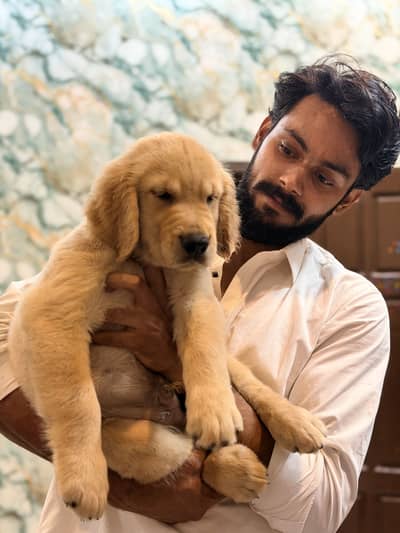 Golden retriever male puppy