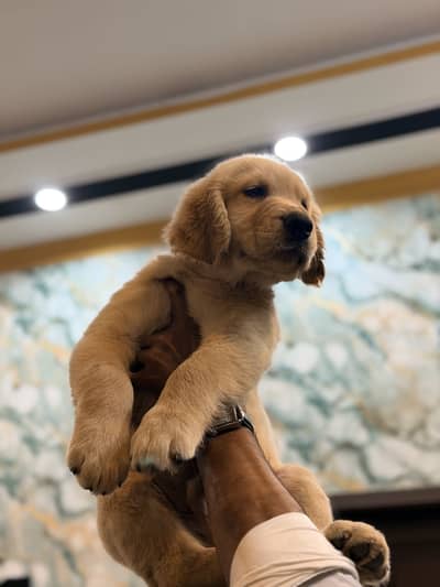 Premium Golden Retriever Male Puppy | 3 Months Old | Microchipped |