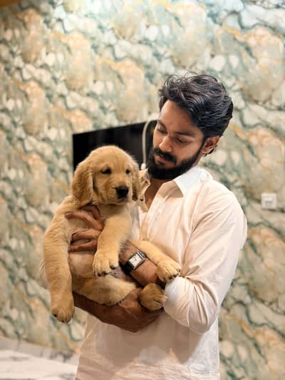 Premium Golden Retriever Male Puppy | 3 Months Old | Microchipped |