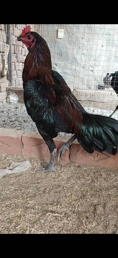 ppure thai male and 5chick 1.5 month for sale 03201491465