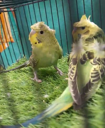 MAASHAALLAH  HOGOROMO PATHON KA PAIR FOR SALE
