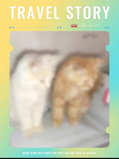 Persian cat
