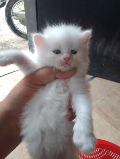 20 k pair   ka  03482884847 Sirf is py con Karyn. tripal. cot ha