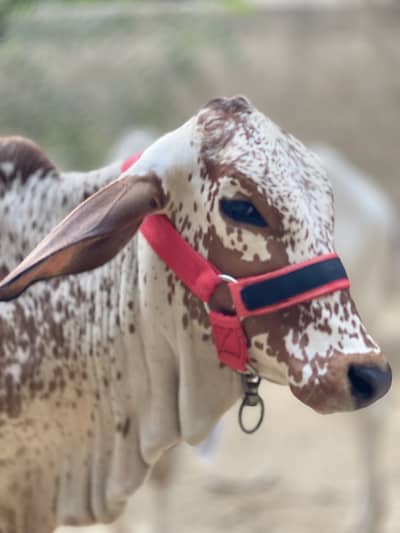Cholistani/baraman/bachri/Kheri/bachiya/jahlar wali bachiya/cow kids/