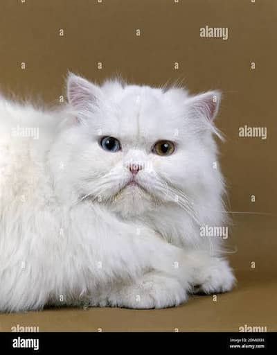 pure persion male cat long coat white 2 colour eyes