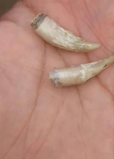 murga ka kel forsale