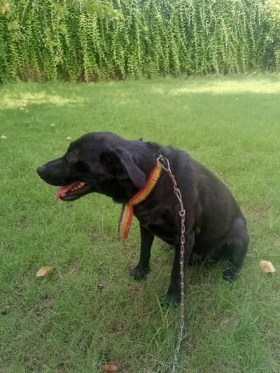 Labrador 1.5 years old pedigree