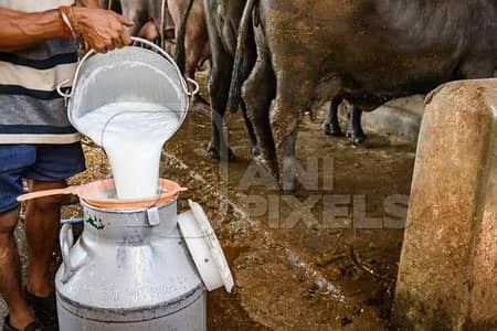 Milk Supply Minimum 40kg