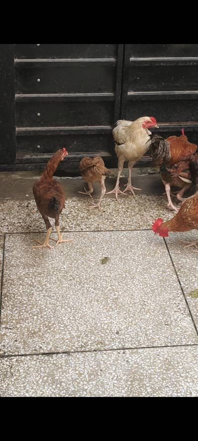 Healthy and Active hens Ghar Ki tayar ha