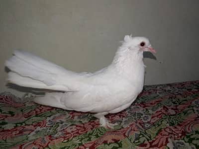 pure white lakha fancy Kabutar pigeon for sale
